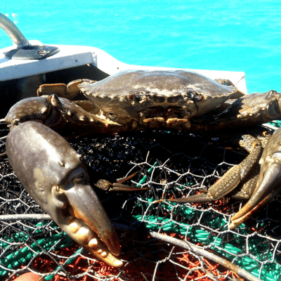 Kimberley Aboriginal Mud Crab Fishery Moves Forward with Expanded Surveys